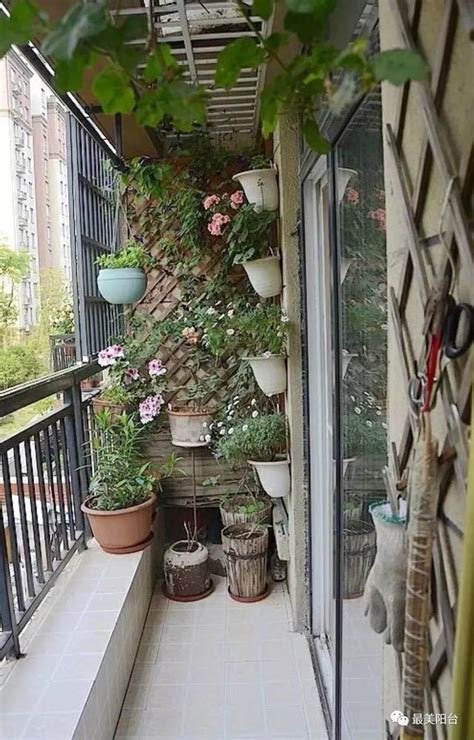 適合放陽台的植物 兩扇門